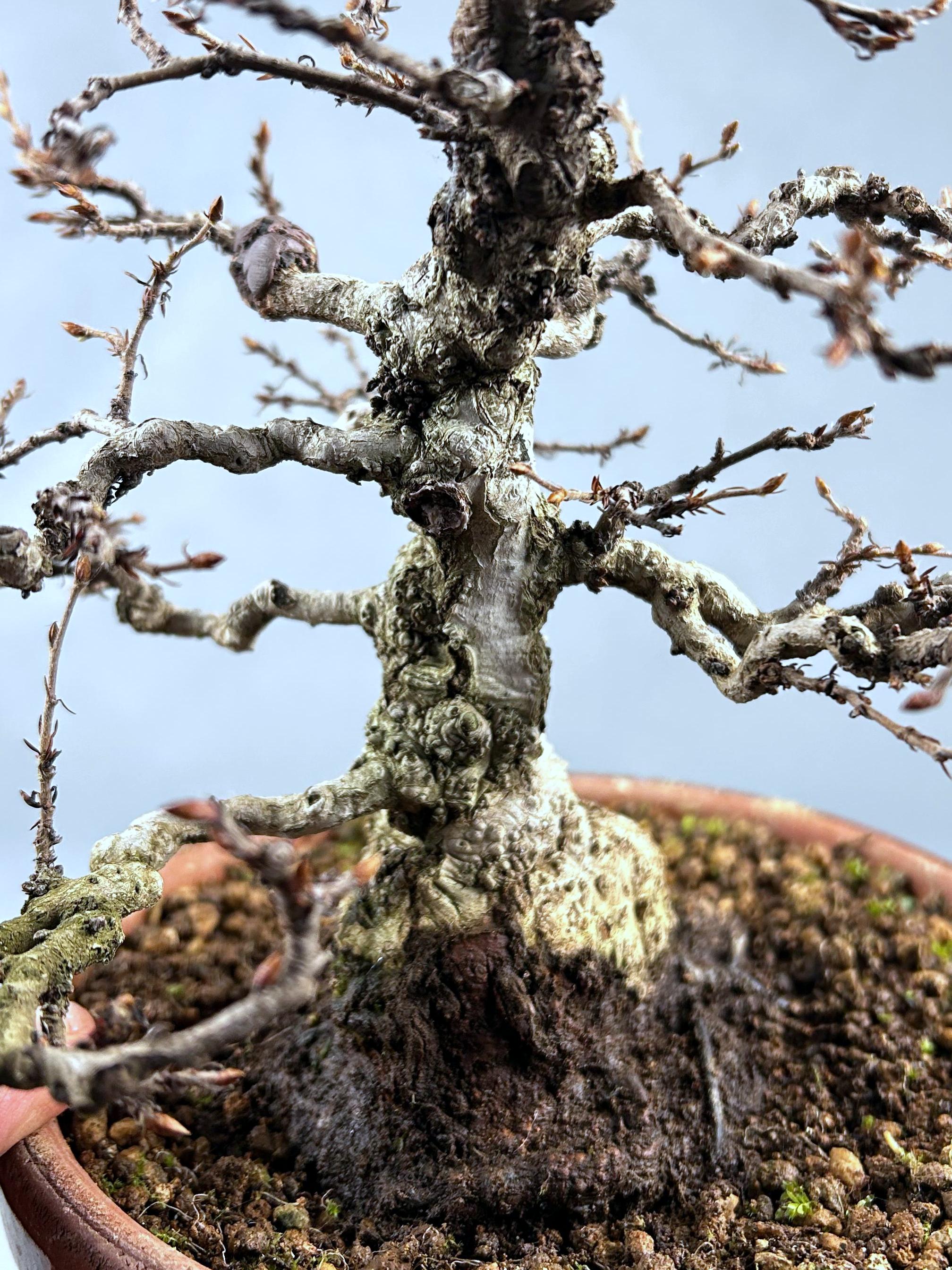 CARPE COREANO - Image 4